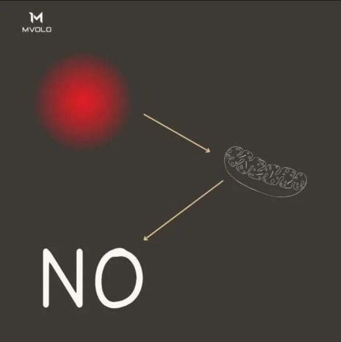 Wat Is de Functie van Mitochondriën? Complete Gids