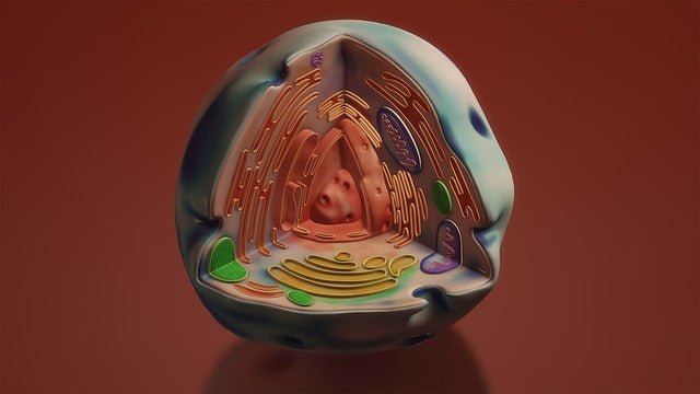 Wat Zijn Mitochondriën – Alles Over de Energiecentrales van Je Cellen