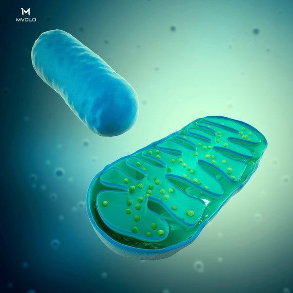 Illustratie van een mitochondrion in een cel, de energiebron voor ATP-productie.